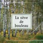 La sève de bouleau