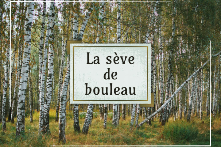 La sève de bouleau