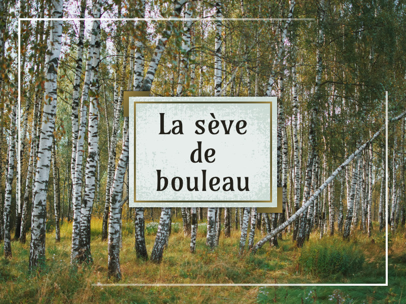 La sève de bouleau