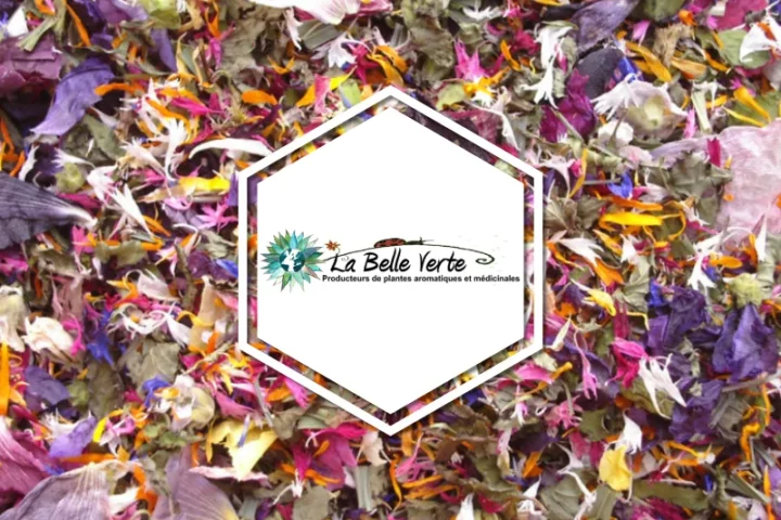 La Belle Verte - Scientrier